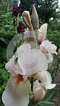 White iris flower with unrevealed buds photo