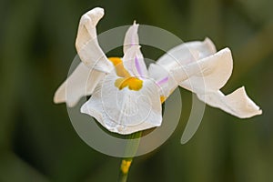 White iris flower with yellow and purple middle on the green background