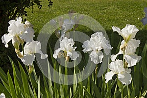 White iris flowers close-up