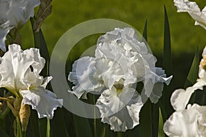 White iris flowers close-up