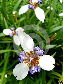 White iris flowers with green leaves