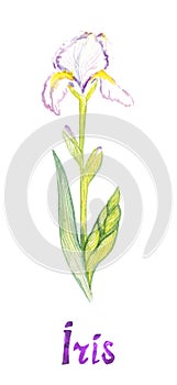 White iris flowers isolated on white hand painted watercolor illustration