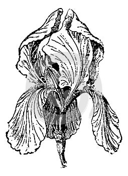 White Iris or Iris albicans, vintage engraving