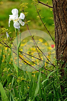 White iris sibirica flower