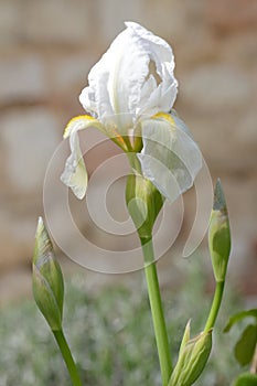 White Iris in the sunlight in the cottage garden