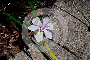 White iris tectorum flower