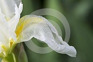 White Iris with Yellow Beard Possibly Frequent Flyer