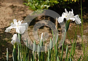 White Irises at Koko-En Gardens photo