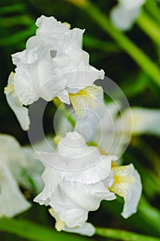 White irises on a light background Spring blooming