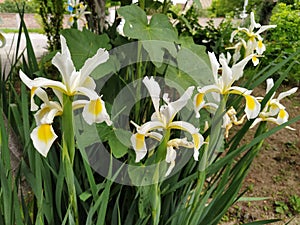 White irises with a yellow middle of the flower. Flowerbed in the garden with tall beautiful plants