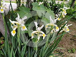 White irises with a yellow middle of the flower. Flowerbed in the garden with tall beautiful plants