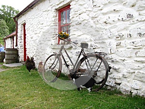 White irish cottage with cat chickens and bike