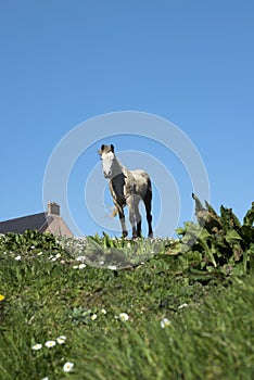 White irish horse in a field