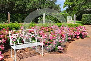 A white iron bench set in a pink and white rose garden