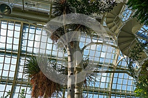 White iron spiral stair surrounded with tropical trees and plants. Windows on the back. Vienna Palm house. September