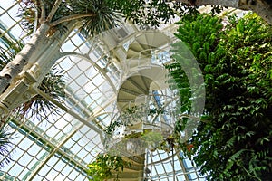 White iron spiral stair surrounded with tropical trees and plants. Windows on the back. Vienna Palm house. September