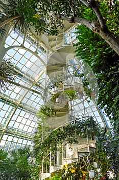 White iron spiral stair surrounded with tropical trees and plants. Windows on the back. Vienna Palm house. September