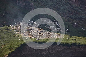 White Island Bird Colony