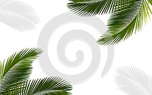 White isolate on background abstract pattern texture have tree leaf coconut green of forest natural creative layout minimal desin