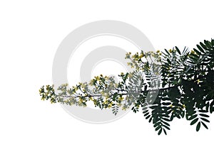 Tropical tree with leaves branches on white isolated backgroundTropical tree of the genus Cassia with leaves and flower blossom photo