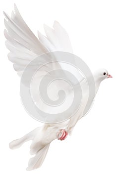 White isolated pigeon illustration