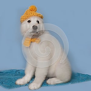 A white Italian shepherd puppy in a yellow knitted hat with a pompom and a knitted scarf on a blue background