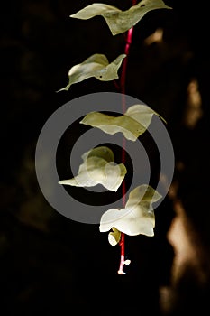 White ivy in the garden of Santos in Penaguila photo