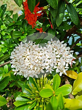 White Ixora Chinensis Flower