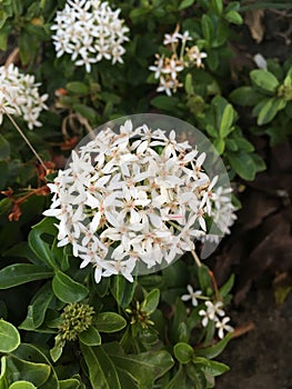 White Ixora coccinea flower