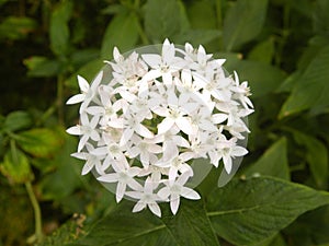 White Ixora coccinea flowers