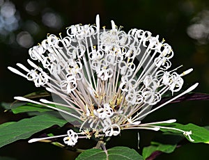 White ixora flower