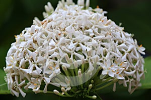 White ixora flower on the tree. West Indian Jasmine the plants possess leathery leaves, ranging from 3 to 6 inches in length.