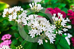 White Ixora flowers