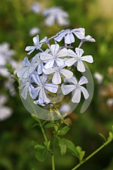 White ixora flowers