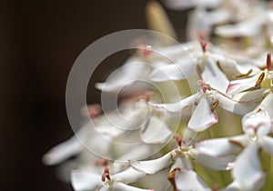 White Ixora flowers and buds