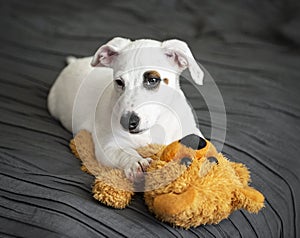 White Jack Russel terrier dog