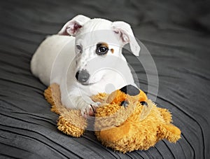 White Jack Russel terrier dog