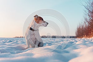 White jack russel terrier puppy on snowy field