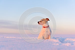 White jack russel terrier puppy on snowy field