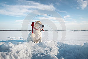 White jack russel terrier puppy in stylish red santa hat