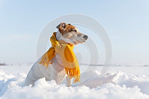 White jack russel terrier puppy in stylish yellow scalf