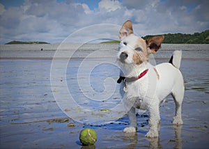 White jack russell dog on the beach with a ball