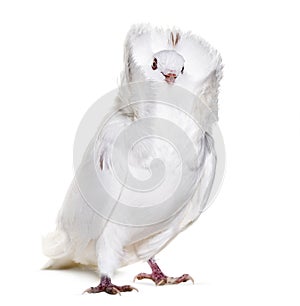 White Jacobin pigeon against white background