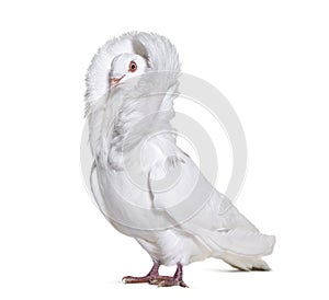 White Jacobin pigeon standing against white background