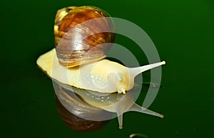 The white jade snail