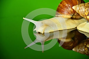 The white jade snail