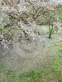 White Japan Cherry Blossoms landscape