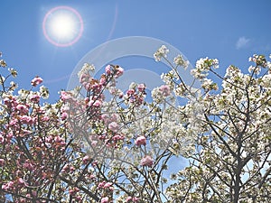 White Japan Cherry Blossoms in Sunshine