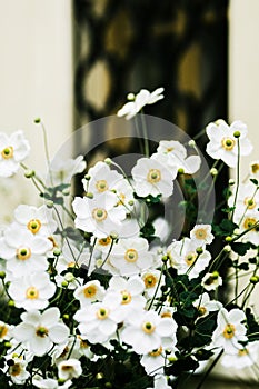 White Japanese anemone bushes blooming in autumn