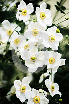 White Japanese anemone bushes blooming in autumn, flower background